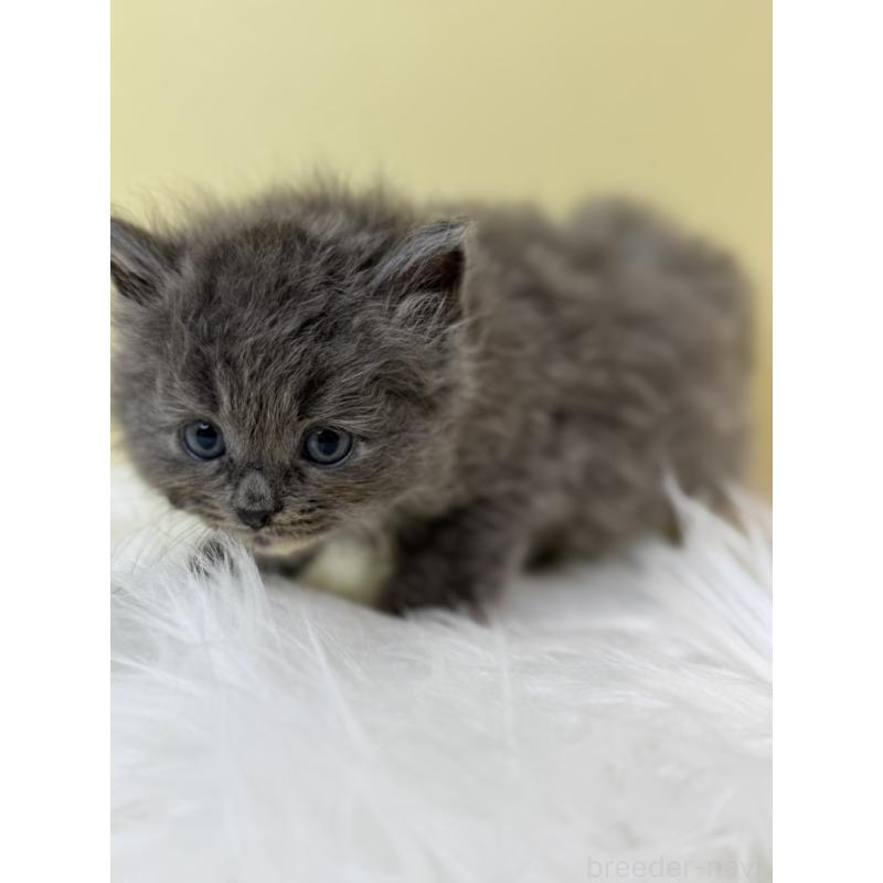 販売中の埼玉県のサイベリアン-133504の2枚目