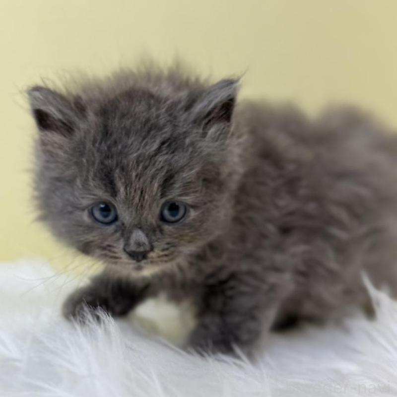 販売中の埼玉県のサイベリアン-133504の1枚目