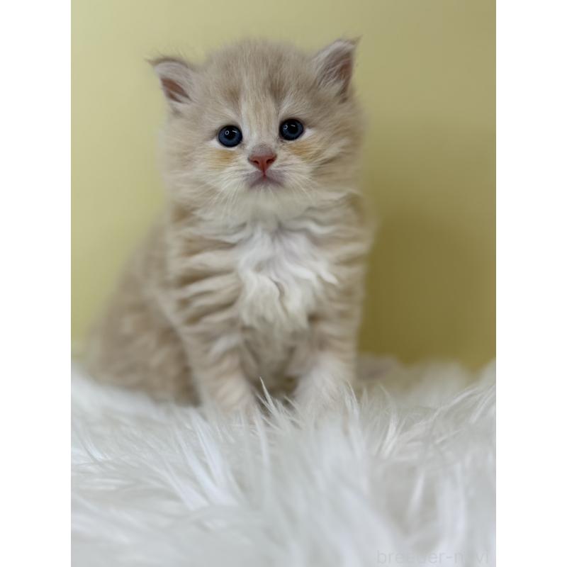 販売中の埼玉県のサイベリアン-133505の4枚目