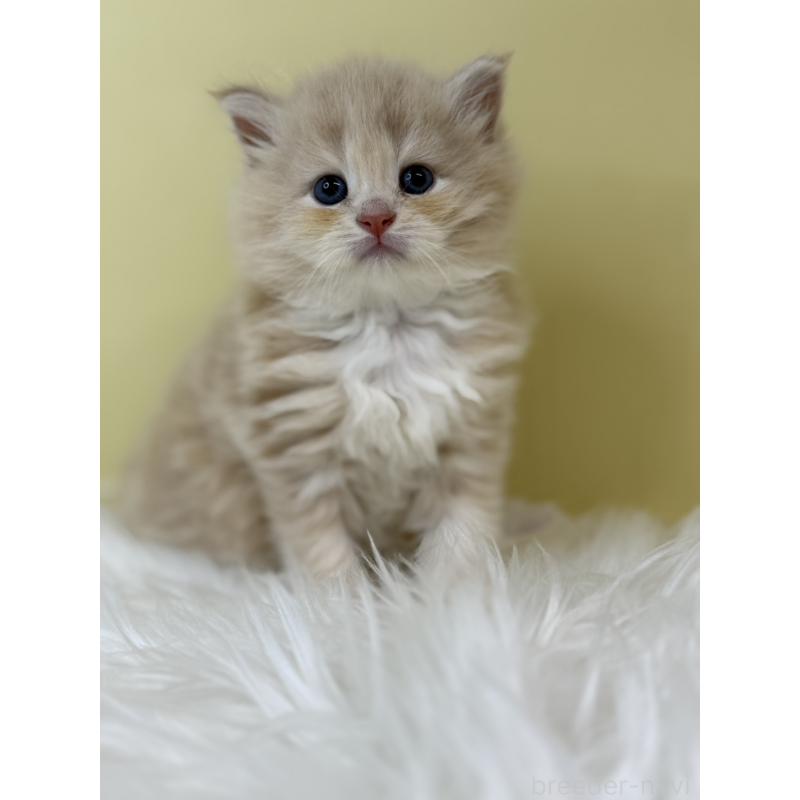 販売中の埼玉県のサイベリアン-133505の3枚目