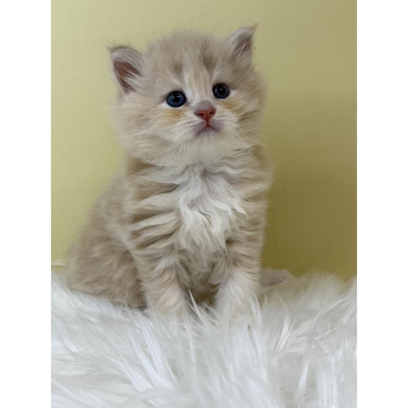 販売中の埼玉県のサイベリアン-133505の2枚目