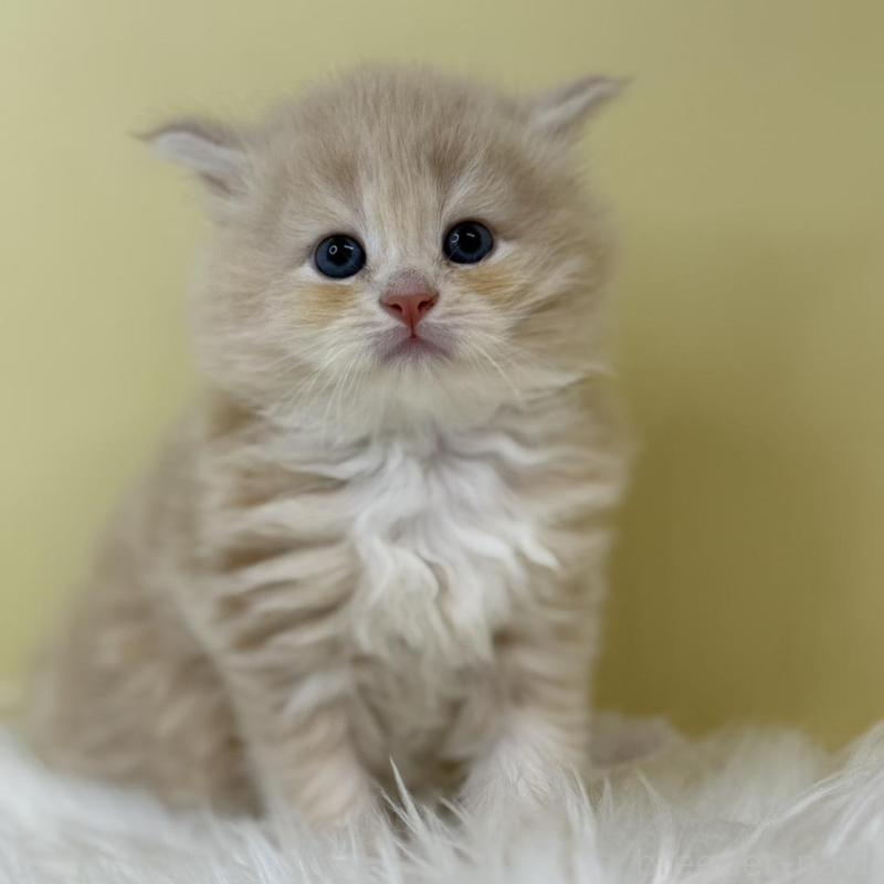 販売中の埼玉県のサイベリアン-133505の1枚目