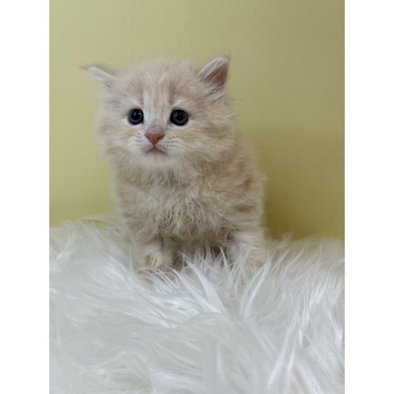 販売中の埼玉県のサイベリアン-133506の4枚目