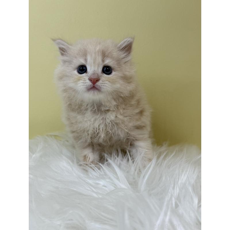 販売中の埼玉県のサイベリアン-133506の3枚目