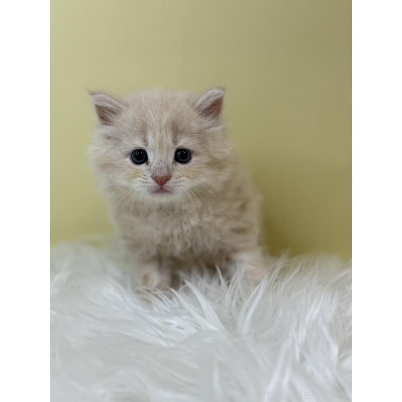 販売中の埼玉県のサイベリアン-133506の2枚目