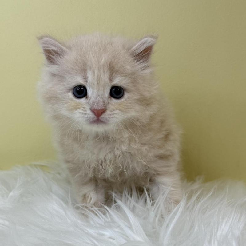 販売中の埼玉県のサイベリアン-133506の1枚目