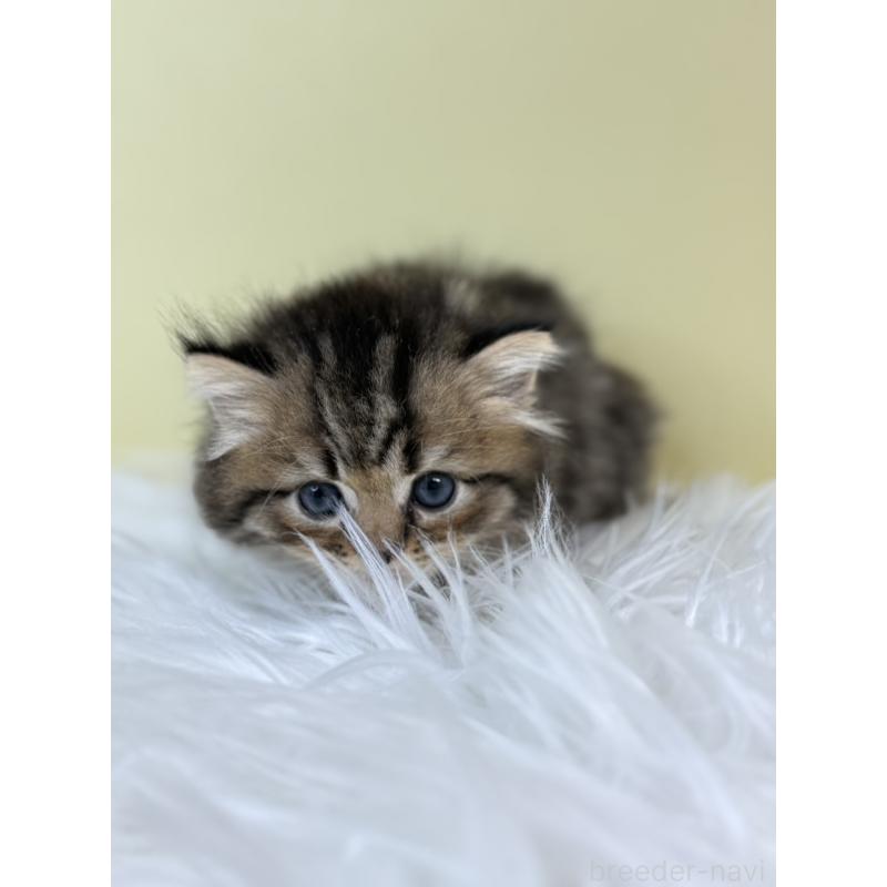 販売中の埼玉県のラガマフィン-133507の4枚目