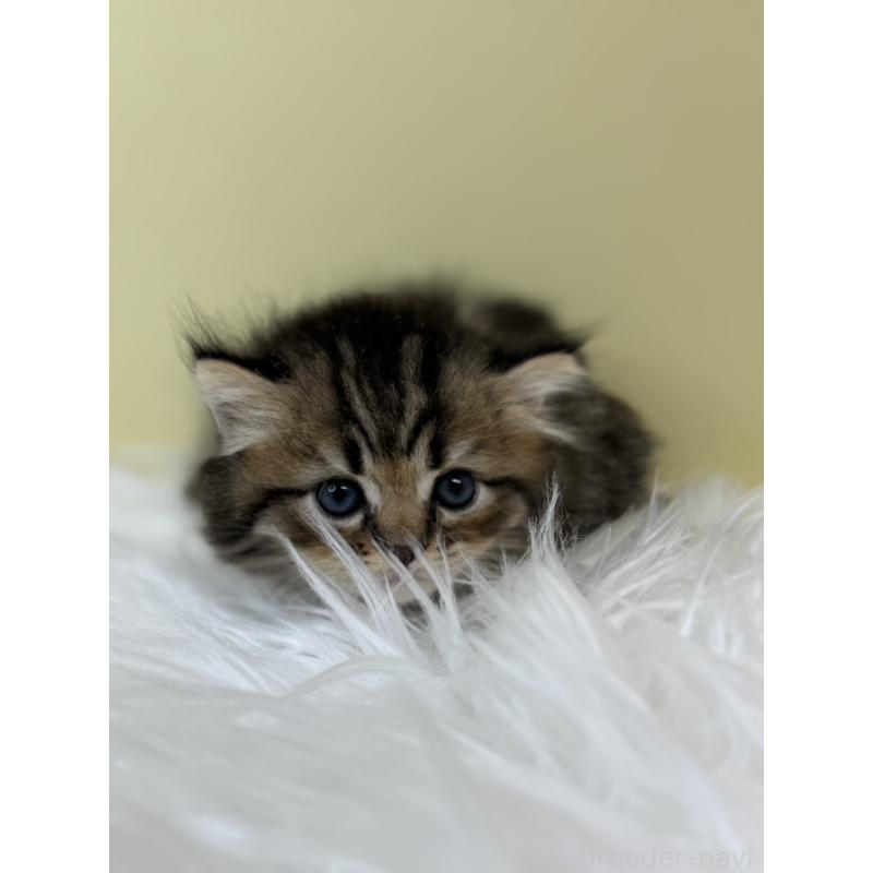 販売中の埼玉県のラガマフィン-133507の3枚目