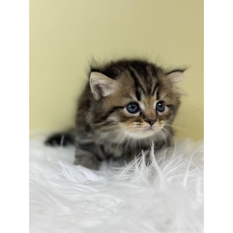 販売中の埼玉県のラガマフィン-133507の2枚目