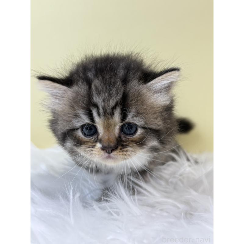 販売中の埼玉県のラガマフィン-133508の4枚目