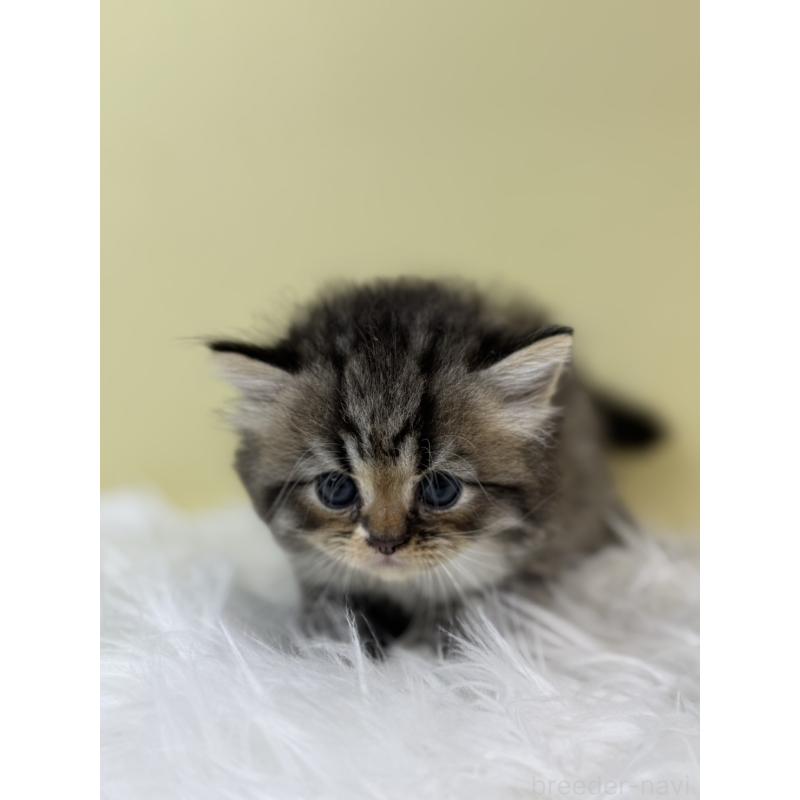 販売中の埼玉県のラガマフィン-133508の3枚目