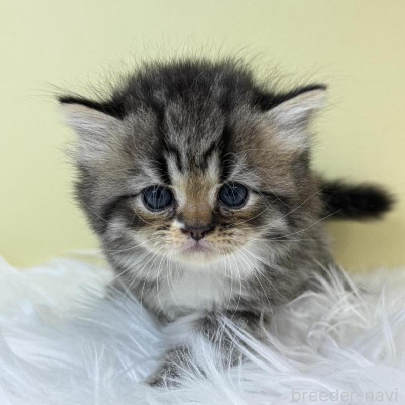 販売中の埼玉県のラガマフィン-133508