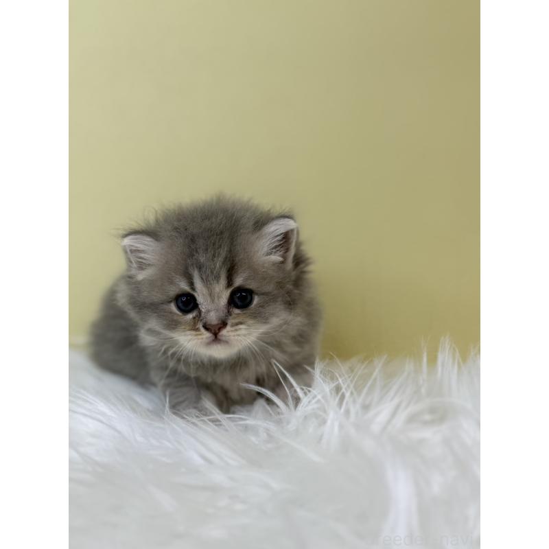 販売中の埼玉県のラガマフィン-133509の4枚目