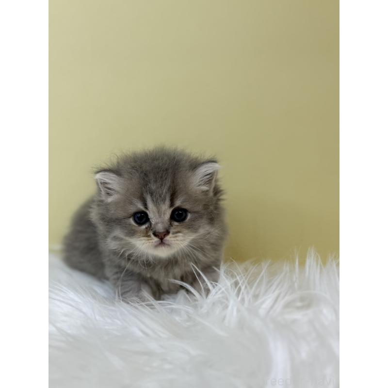 販売中の埼玉県のラガマフィン-133509の3枚目