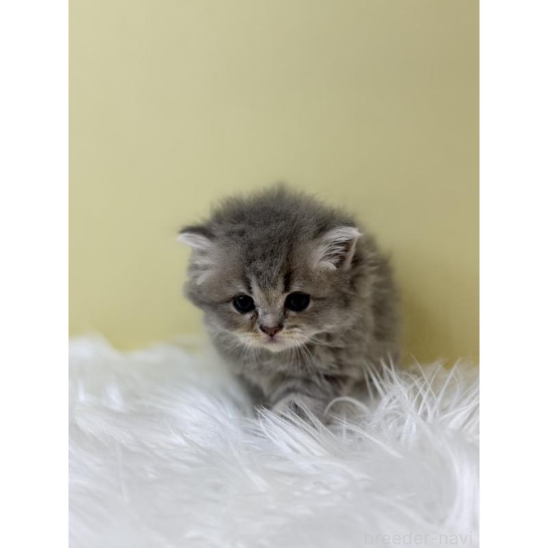 販売中の埼玉県のラガマフィン-133509の2枚目