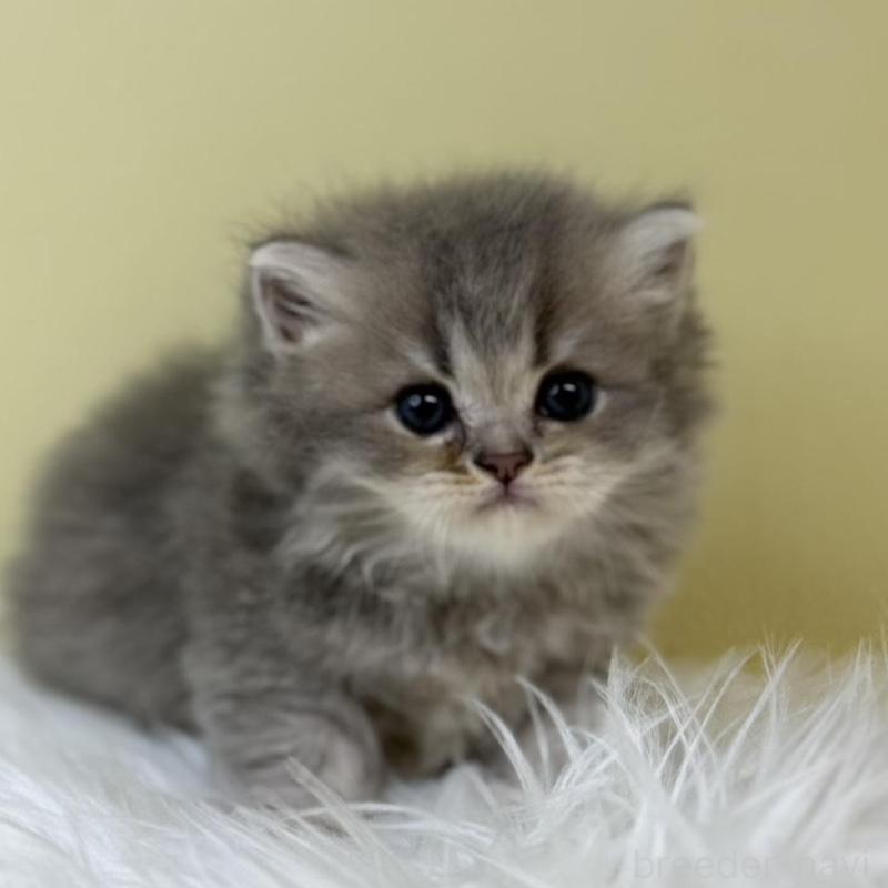 販売中の埼玉県のラガマフィン-133509