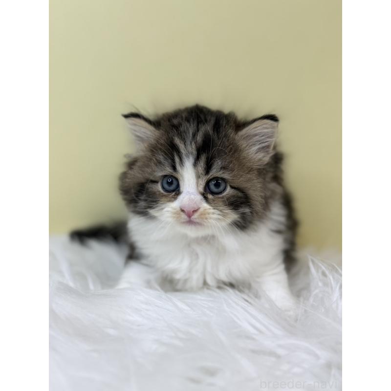 販売中の埼玉県のサイベリアン-133510の4枚目