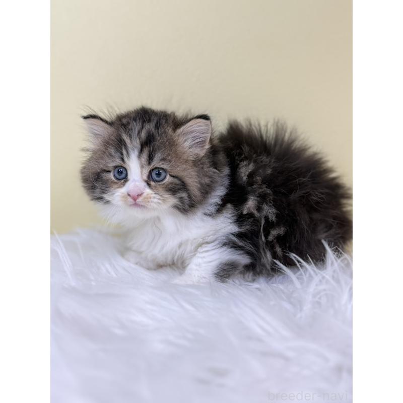 販売中の埼玉県のサイベリアン-133510の3枚目