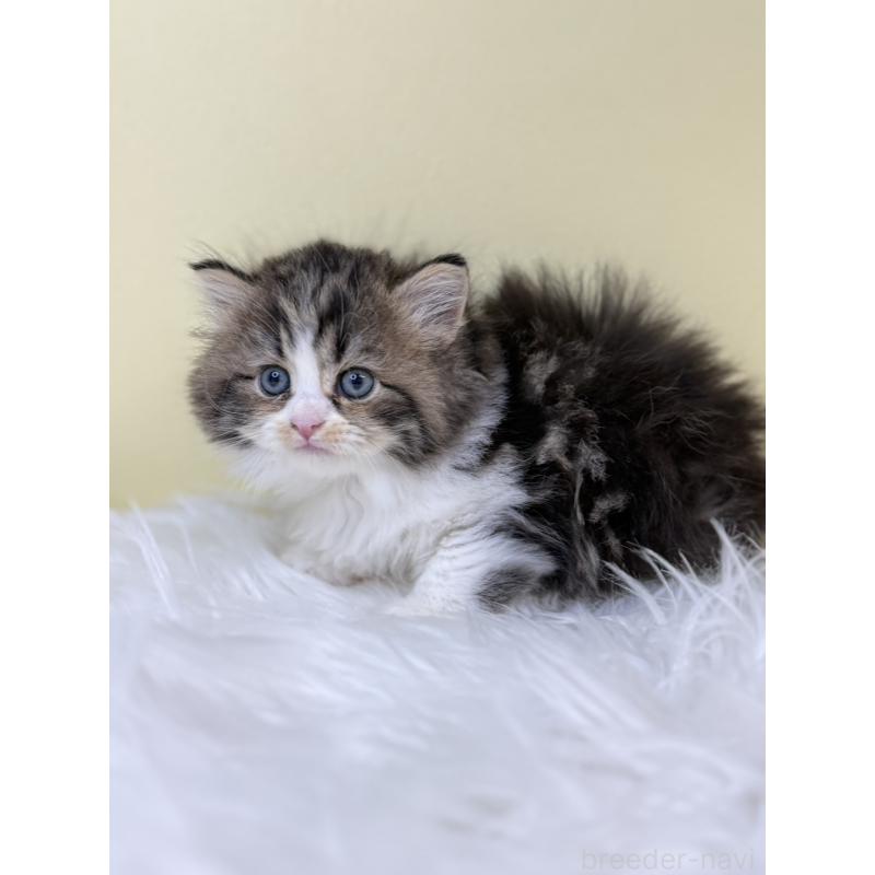 販売中の埼玉県のサイベリアン-133510の2枚目