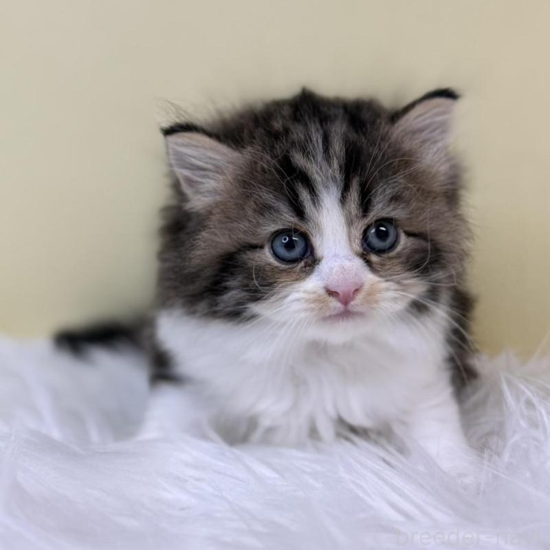 販売中の埼玉県のサイベリアン-133510