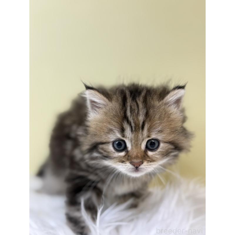 販売中の埼玉県のサイベリアン-133511の4枚目