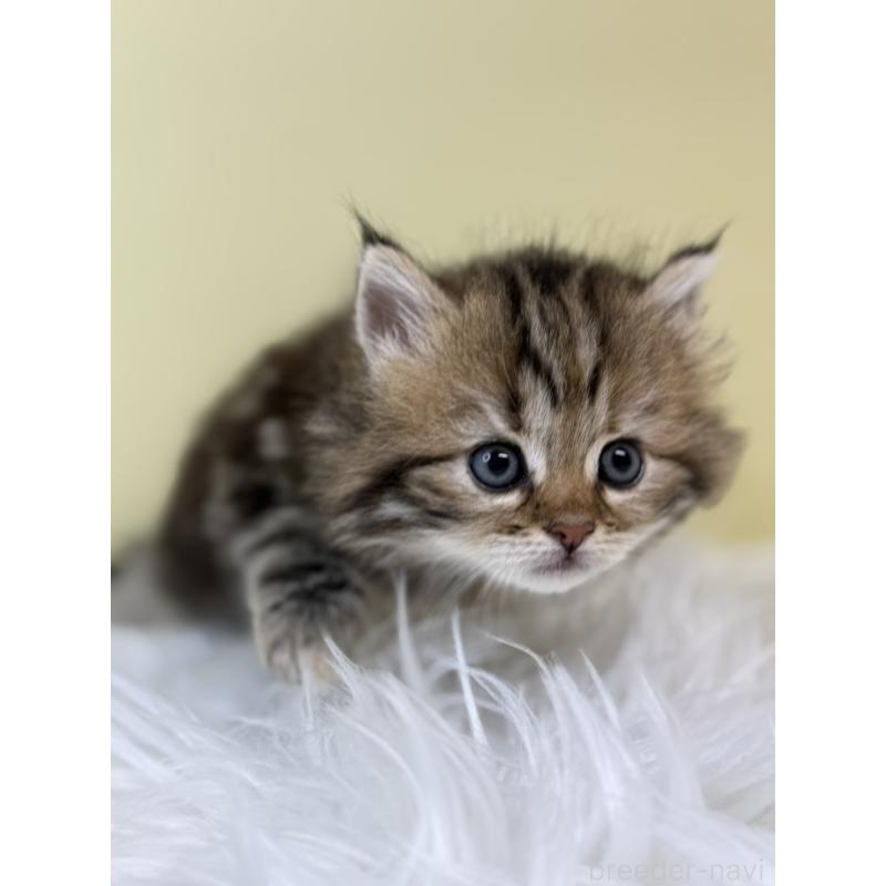 販売中の埼玉県のサイベリアン-133511の3枚目