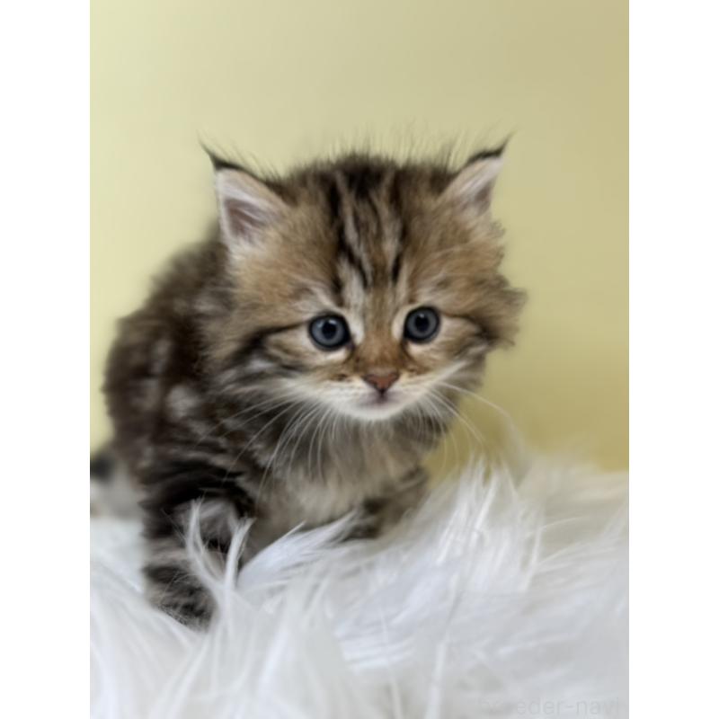 販売中の埼玉県のサイベリアン-133511の2枚目