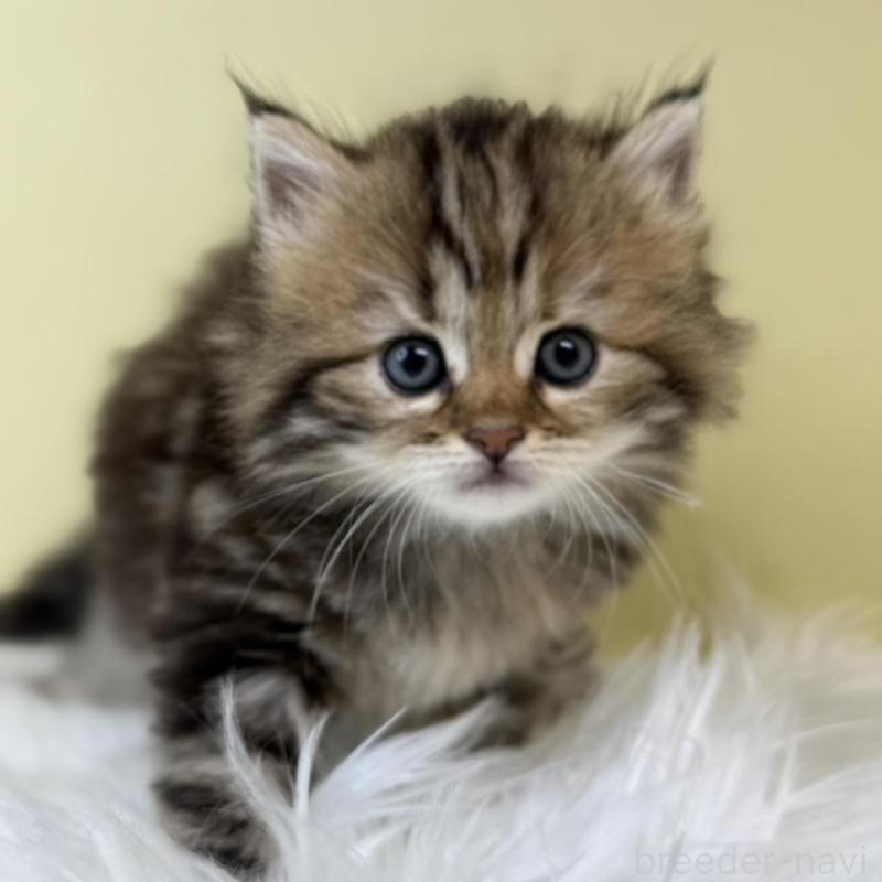 販売中の埼玉県のサイベリアン-133511