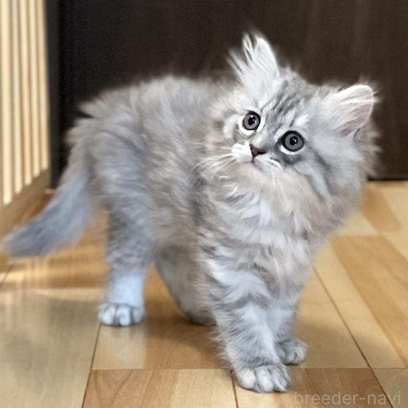 販売中の愛知県のミヌエット-130137の15枚目