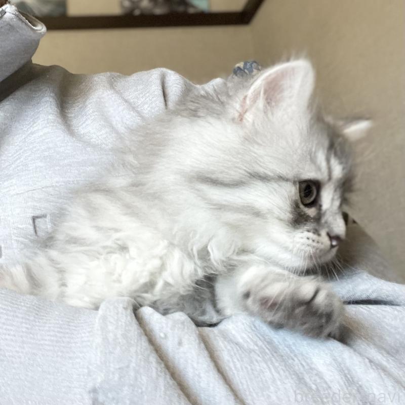 販売中の愛知県のミヌエット-130137の13枚目