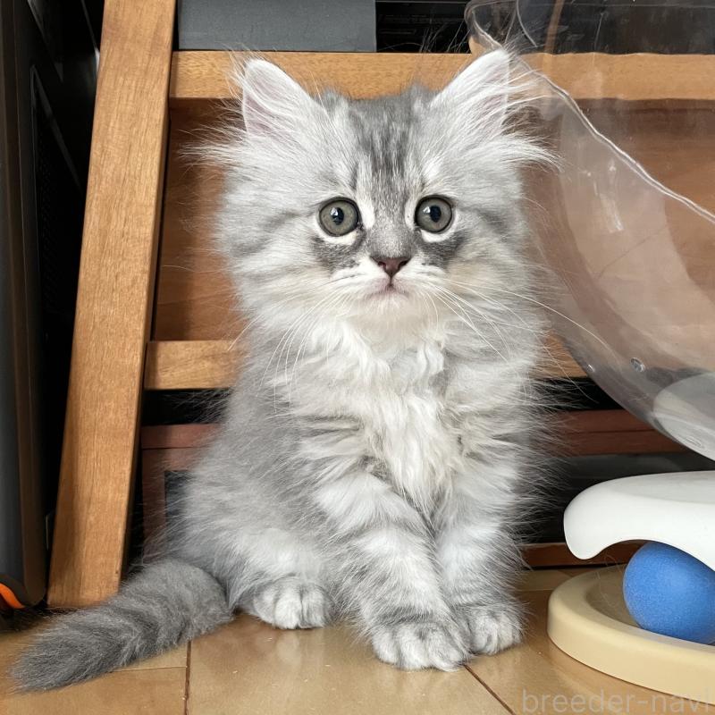 販売中の愛知県のミヌエット-130137の12枚目