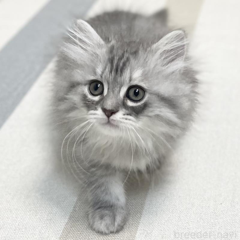 販売中の愛知県のミヌエット-130137の11枚目