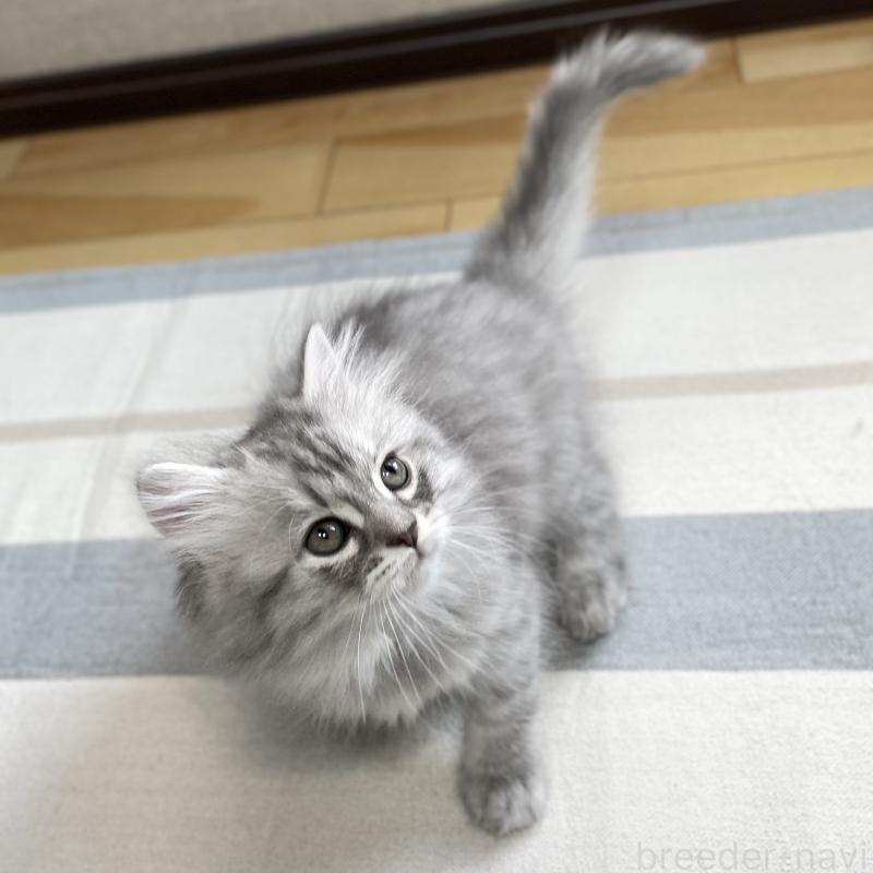 販売中の愛知県のミヌエット-130137の10枚目