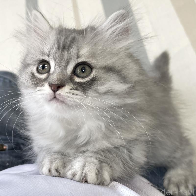 販売中の愛知県のミヌエット-130137の9枚目