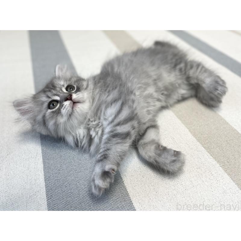 販売中の愛知県のミヌエット-130137の6枚目