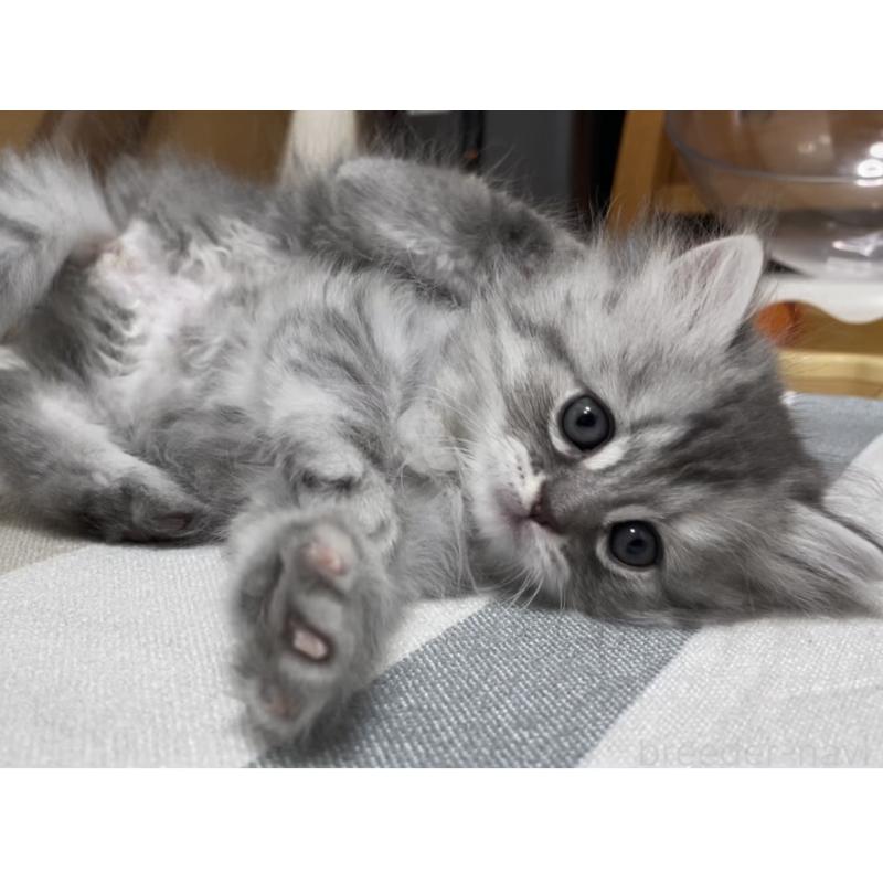 販売中の愛知県のミヌエット-130137の5枚目