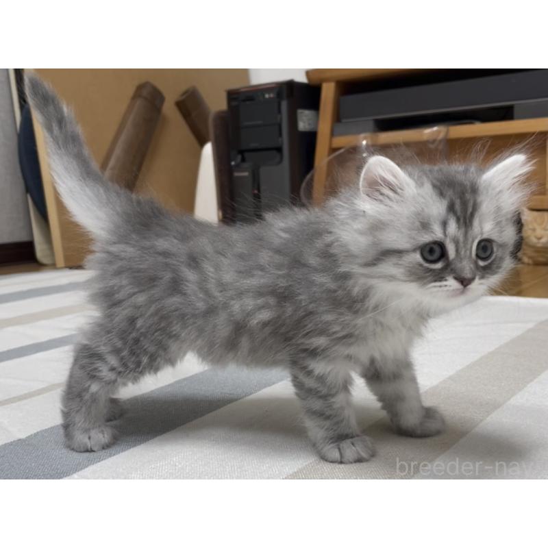 販売中の愛知県のミヌエット-130137の4枚目