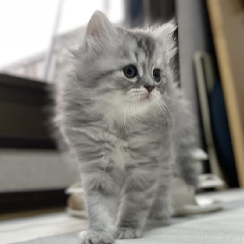 販売中の愛知県のミヌエット-130137の3枚目