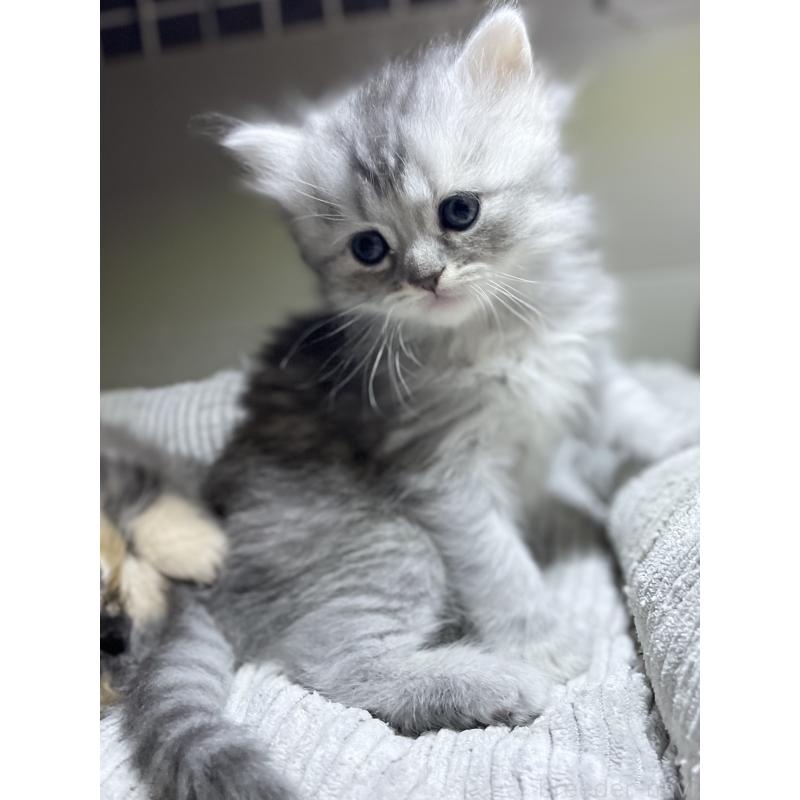 販売中の愛知県のミヌエット-130137の2枚目