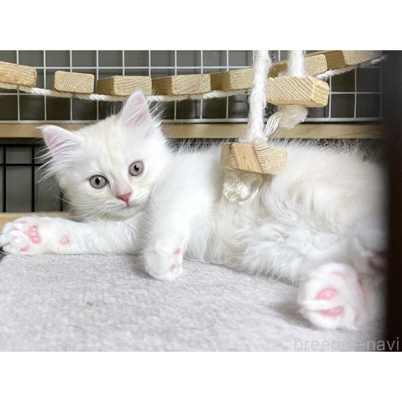 販売中の愛知県のミヌエット-130140の15枚目