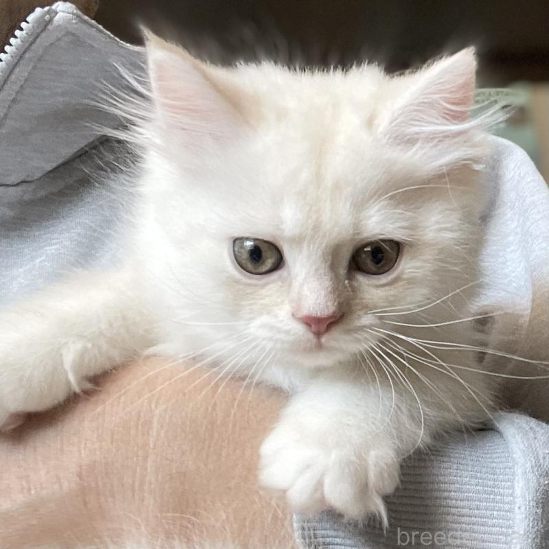 販売中の愛知県のミヌエット-130140の14枚目