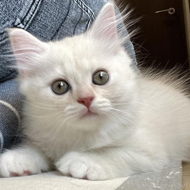 販売中の愛知県のミヌエット-130140の13枚目