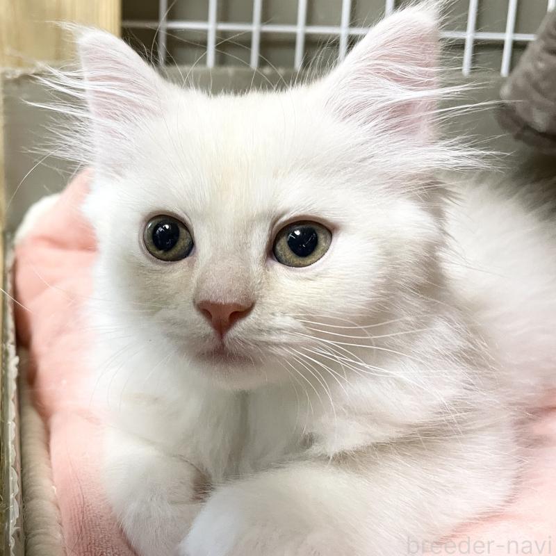 販売中の愛知県のミヌエット-130140の12枚目