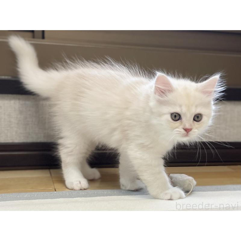 販売中の愛知県のミヌエット-130140の10枚目