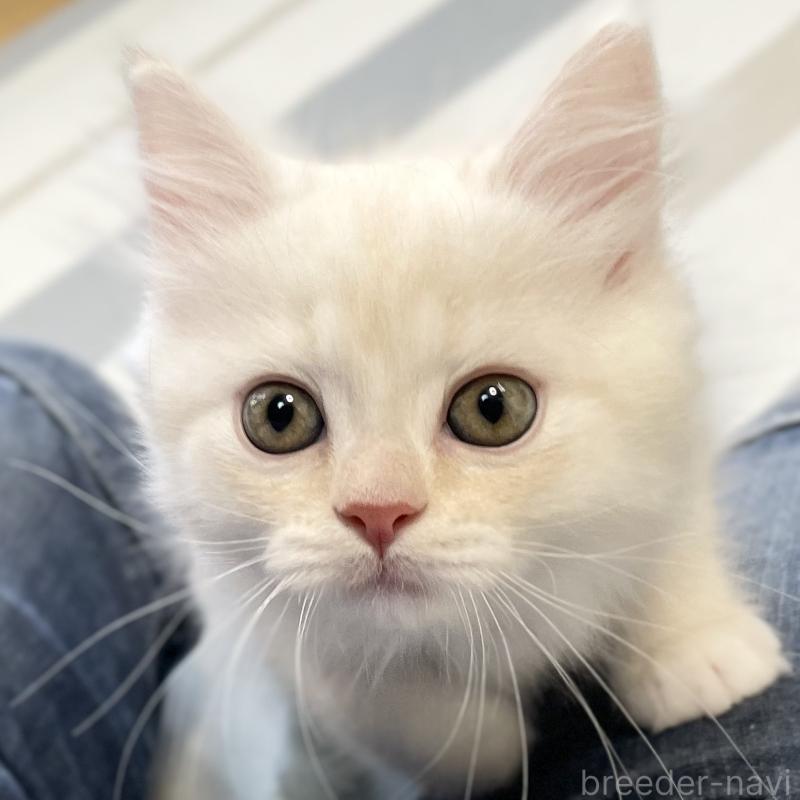 販売中の愛知県のミヌエット-130140の9枚目