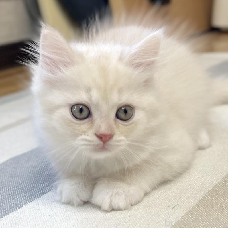 販売中の愛知県のミヌエット-130140の8枚目