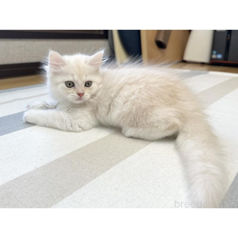 販売中の愛知県のミヌエット-130140の7枚目