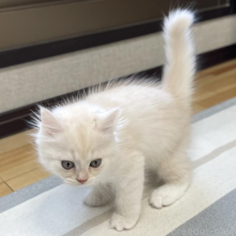 販売中の愛知県のミヌエット-130140の6枚目