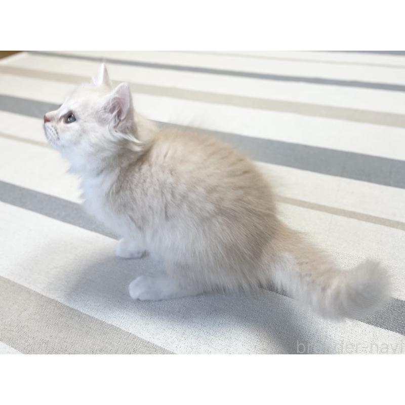 販売中の愛知県のミヌエット-130140の5枚目