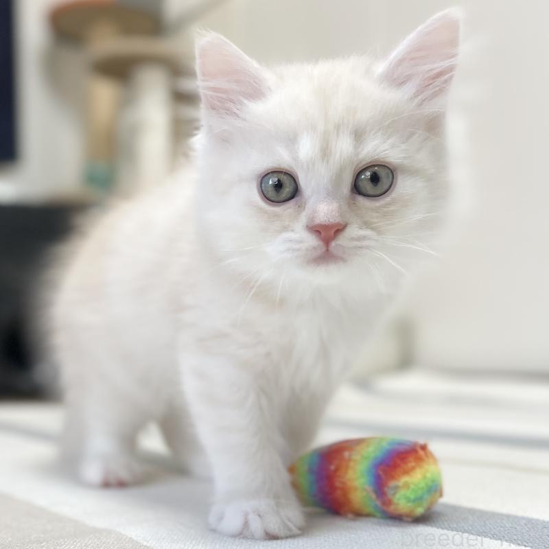 販売中の愛知県のミヌエット-130140の4枚目